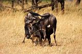 TANZANIA - Serengeti National Park - Lobo - 31